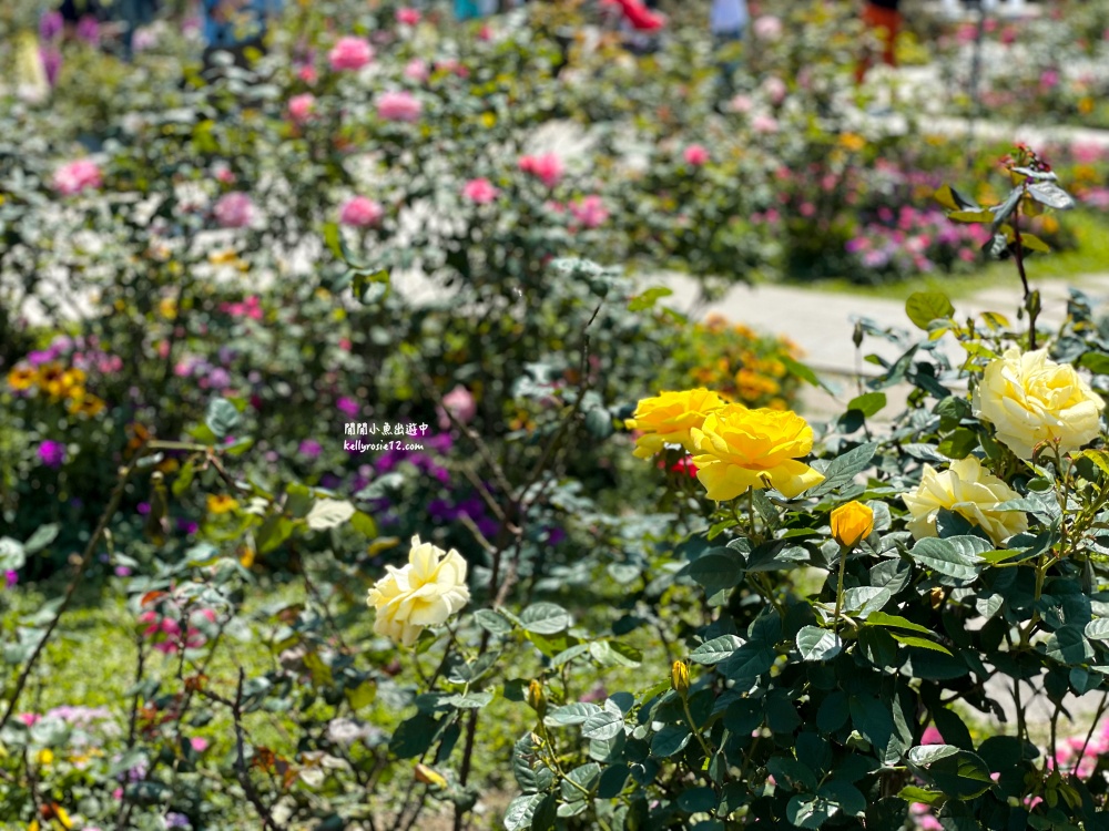 台北玫瑰園｜新生公園玫瑰展，玫瑰花盛開，免費入園，台北免費賞花景點 @閒閒小魚出遊中