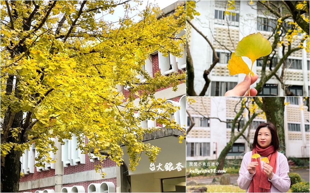 台大校園銀杏樹黃了。綻放一樹璀璨金黃的冬季浪漫 @閒閒小魚出遊中